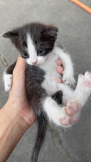 scottish fold: Отдам котят - Возраст: 1 месяц - Окрас: - Чёрно-белый с белой — 1