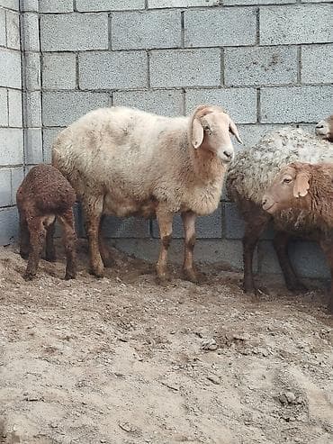 Услуги ветеринара: Продаю | Овца (самка) | Для разведения | Матка — 2
