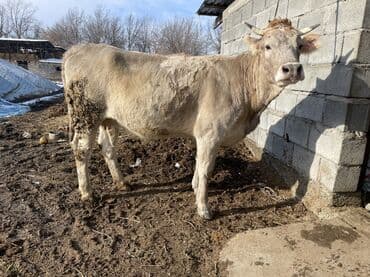 собаки лайка: Продаю | Корова (самка) | Алатауская | Для разведения, Для молока | Стельные, Нетель — 5
