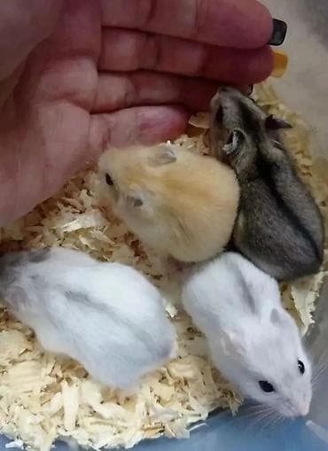 бурудер: Продаются сирийские, ангорские пушистые хомячки, джунгарские — 1