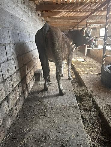 метиленовый синий: Продаю | Корова (самка) | Полукровка | Для разведения — 1