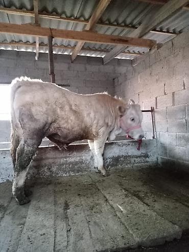 корову куплю: Продаю | Бык (самец) | Шароле | Осеменитель — 1