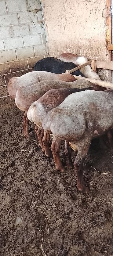 Продам с/х животных: Продаю | Овца (самка) | Полукровка | На забой — 3