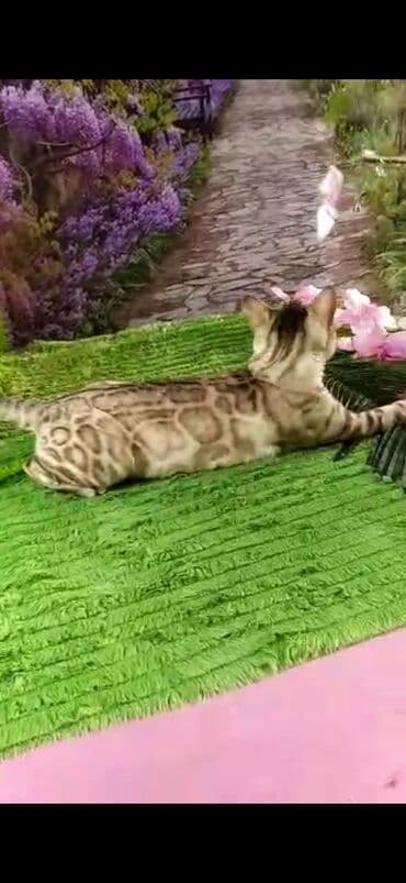 рэгдолл цена бишкек: Бенгал, 2 жаш, Эркек, Ак, Бычылган, Лотокко барууга үйрөтүлгөн, Курттардан тазаланган — 6