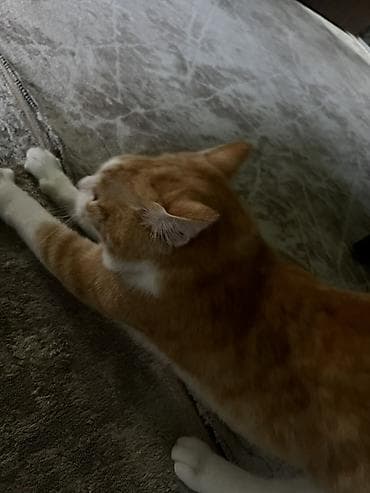 Мышык бекер берем: Эркек, Лотокко барууга үйрөтүлгөн — 4