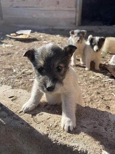 мышка ош: Продается щенки породы фокстерьер 1.5 месяца Адрес: С. Бостери — 4