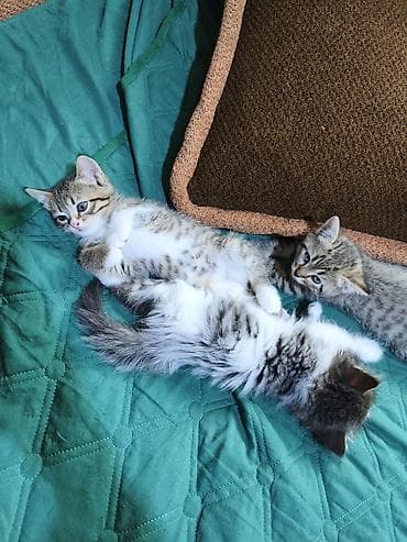 куплю сиамского котенка: Отдам котят в хорошие руки. возврат 2 месяца. кушают корм, к лотку — 10