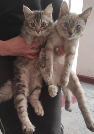 наполнители для кошек: Очаровательные котята для ответственных и добрых хозяев. - На фото — 1