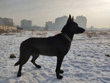 алабай шенок: Ит кууту: Чыгыш Европа овчаркасы, Эркек, 5 жаш — 2