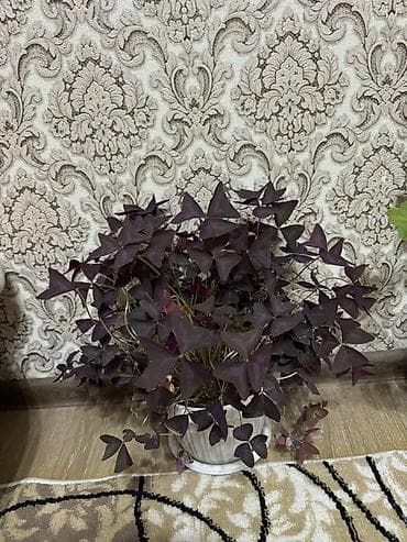 садовый вар: Комнатные растения в горшках: на фото представлены несколько — 1