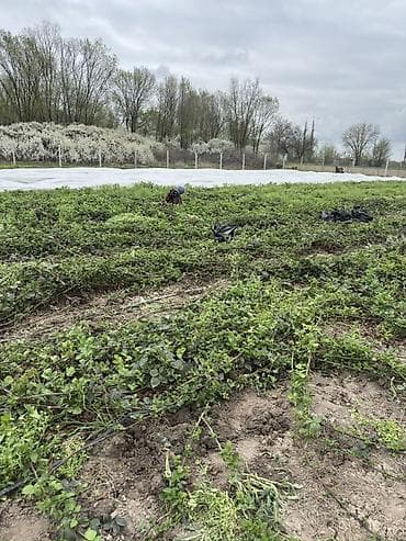 ветки дрова: Саженцы ежевики с открытой корневой системой - Культура: садовая — 5