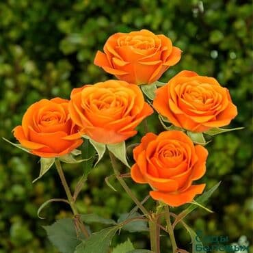 Садовые инструменты и инвентарь: Саженцы цветка: Розы — 2