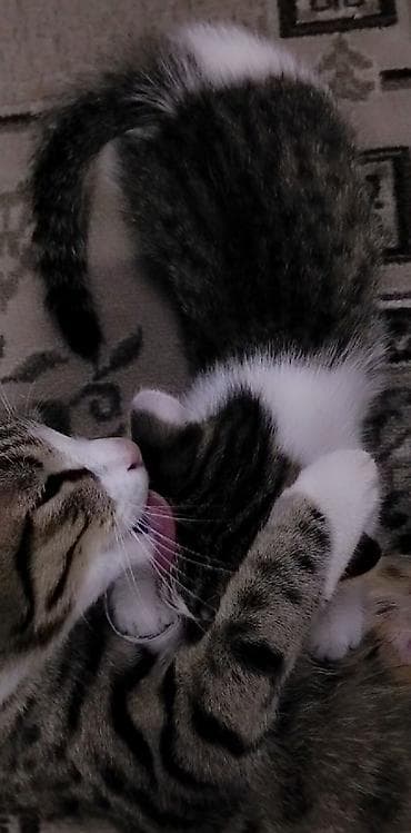 приют котят: Котёнку 2 месяца, к лотку приучен ещё с первого месяца. Кушает корм — 6