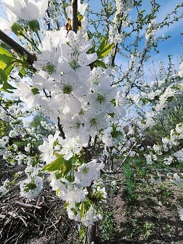 тему офис бишкек: Срочно срочно Продается дом с участком. г Кара Балта Ул Суворова 72 - — 6