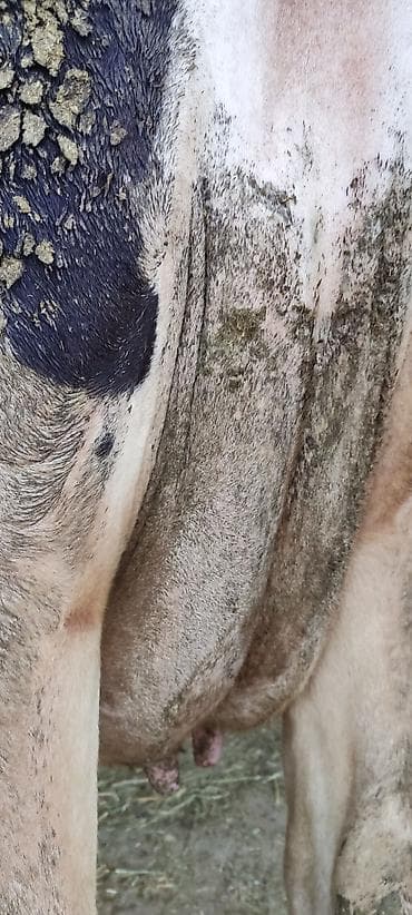 собаки сокулук: Сатам | Уй (ургаачы) | Голштин | Сүт алуу үчүн | Байланган — 2