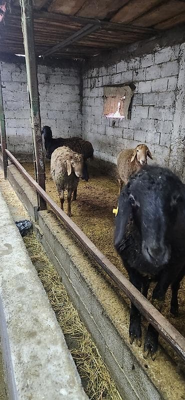 беде алам: Продаю | Баран (самец) | Гиссарская, Арашан — 2