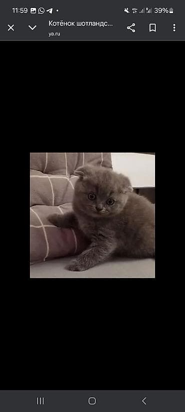 кошки домашние: Скотиш Фолд (Шотландиялык шалпаң кулак), 4 айлык, Ургаачы — 2