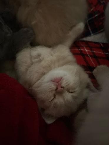 Продажа кошек: Шотландские вислоухие котята (Scottish Fold) дата рождения: 15.03.2026 — 2
