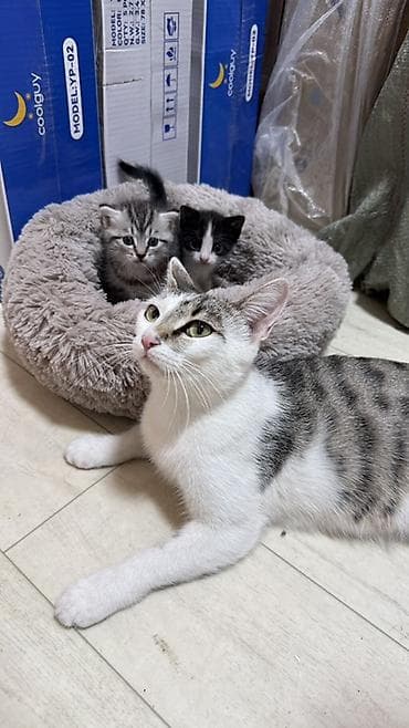 молоко для котят: Котята в добрые руки. Кушают самостоятельно и ходят в лоток. Обе — 1