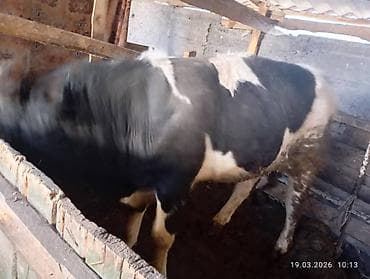 скотский рынок: Продаю | Бык (самец) | Полукровка | На откорм | Привязанные — 7