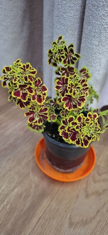 сетка для сада: Колеусы. Разные сорта . Сингониум . Свежий срез — 30