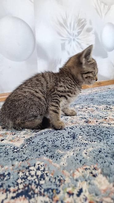 как купить кошку: Котенок полтора месяца, прирученый — 1