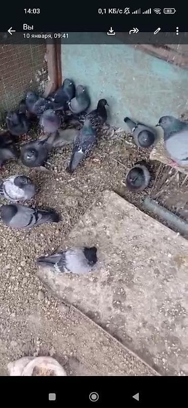 павлины купить цена: Голуби цена может быть договорная — 2