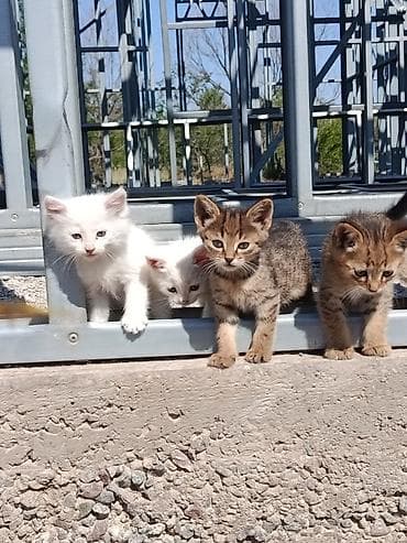 кошка котёнок: Отдам котят даром (возраст 2 месяца), село Байтик есть доставка но — 2