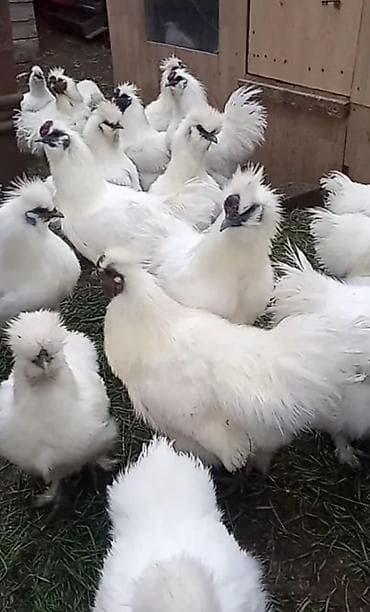 Продаю Китайских шелковых кур молодые 8-10 месяцев, спокойные