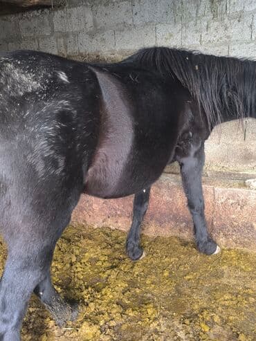 щетка для собак: Продаю | Кобыла (самка) — 4