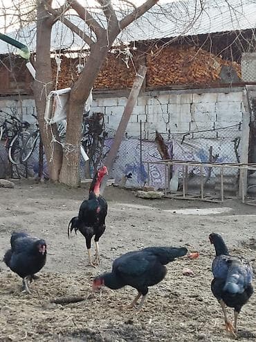 домашные курицы: Продаю | Петух | Бойцовая | Для разведения — 2