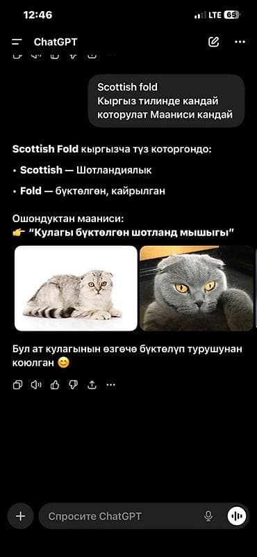 сколько стоит сиамские коты: Шотландская вислоухая кошка (Scottish Fold) - Порода: шотландская — 4