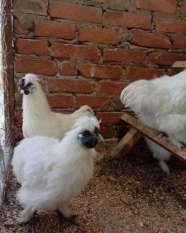 бролеры куры: Продаю | Куры, Петух — 2