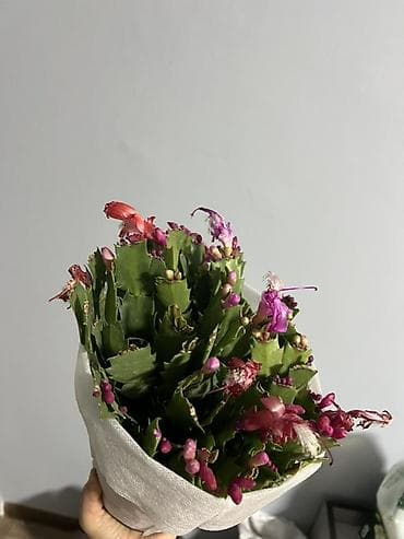 Ассорти для флористики и декора - Живые черенки/веточки шлюмбергеры