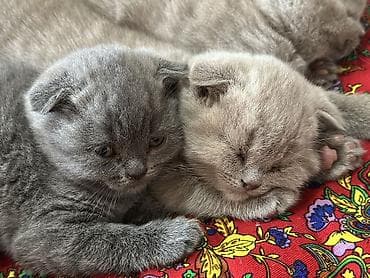 порода кошек вислоухая: Британская короткошёрстная, 2 месяца, Мальчик, Голубой, Приучена к лотку — 5