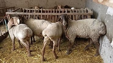 Продаю | Овца (самка) | Полукровка | На забой, Для разведения | Матка, Ярка