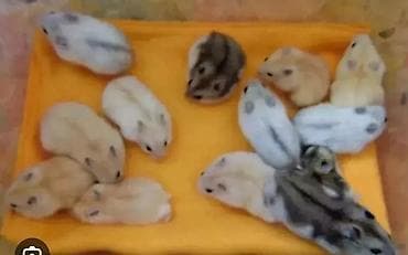 кой сой: Продаются хомячки сирийские, ангорские пушистые хомячки, джунгарские — 3