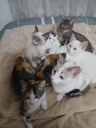 пуфики купить: Отдам котят в хорошие руки 4 по 1,5 месаца и 4 по 2,5 месаца. Только в — 9
