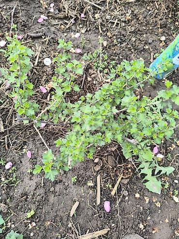 красная рыба: Крыжовник красноплодный (сортовой уст). Куст 2-х летка .Цена — 7