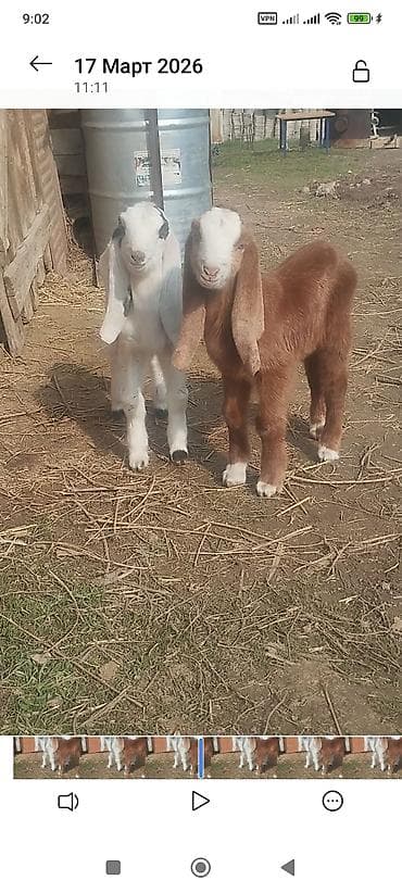 козел: Продаю | Козлёнок | Нубийская | Для разведения | Племенные — 2