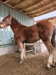 седло спортивное: Продаю | Жеребенок | Рабочий — 1