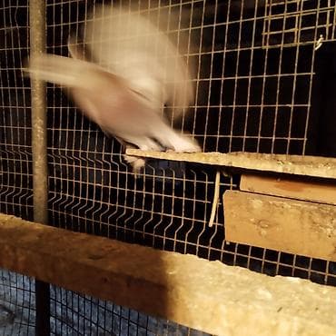 охотичий собака спаниель: Голуби разных мастей и окрасов. - Серо-рыжий с иризацией на шее – 300 — 5