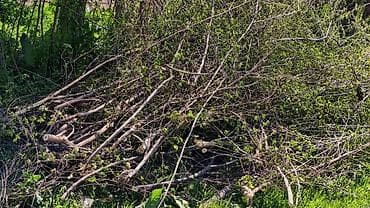 уголь шабыркуль бишкек: Отун Терек, Өзү алып кетүү — 1