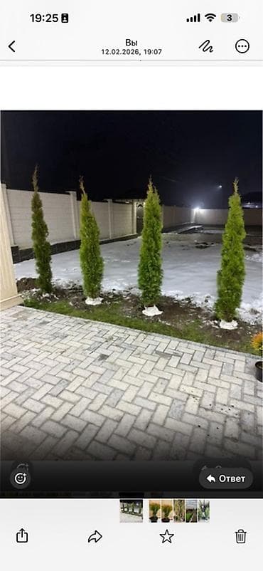 Бакча эмереги: Туи западные (вероятно ‘Smaragd’) — стройные колонновидные хвойники — 1