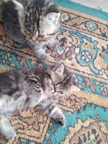 Животные: Шотландские котята. 1,5 месяца. 2з девочки, мальчик на брони — 6