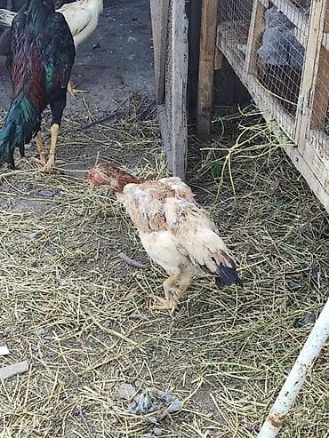 куплю быков село константиновке: Продаю | Куры | Дакан | Несушки, Для боев — 4