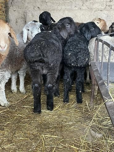 стригальный аппарат для овец: Продаю | Ягненок | На забой, Для разведения — 3