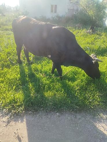 алла тоо: Сатам | Уй (ургаачы) | Алатоолук | Сүт алуу үчүн | Байланган — 2