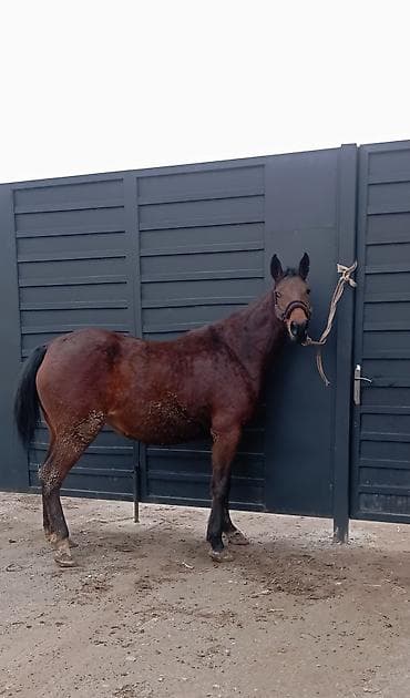 Продаю | Кобыла (самка) | Английская | Конный спорт | Мерин at lalafo.kg Продаю | Кобыла (самка) | Английская | Конный спорт | Мерин