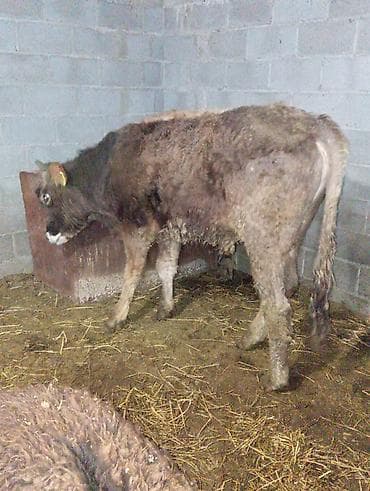 питбуль кабель: Продаю | Бык (самец) — 3